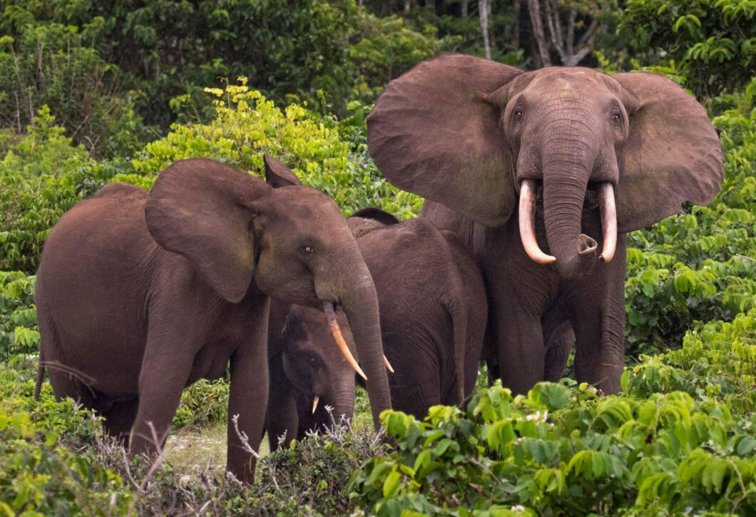 Lot De 32 Broches à Coudre Singes & Éléphants - Travail à Finir